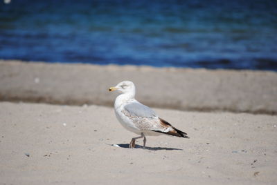 Seagull on a beach