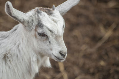 White goat on a livestock farm. the goat gives warm wool and goat milk. an animal poses for a photo. 