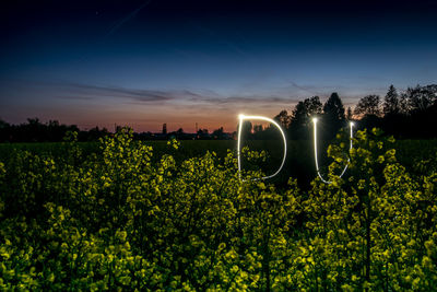 Plants growing on field against sky