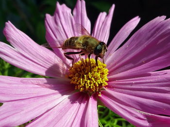 Close-up of a hoverfly pollinating on flower