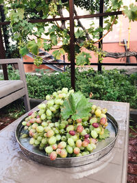 High angle view of fruits on plant in yard