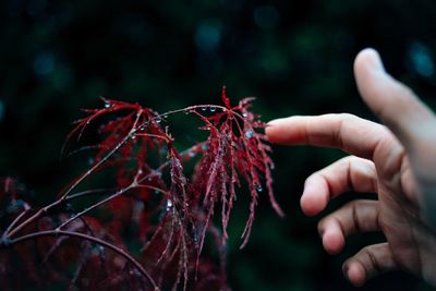Close-up of hand feeding