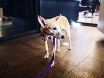 Dog looking away