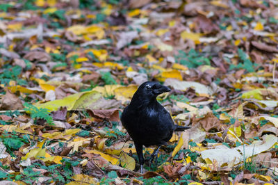 Bird on grassy field