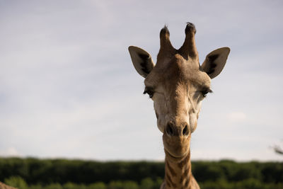 Portrait of giraffe