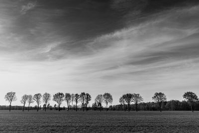 Trees on field against sky