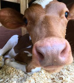 Close-up of a cow