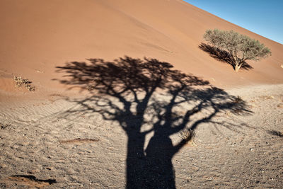 Shadow of tree on sand