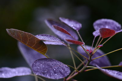 Close-up of raindrops on purple flowering plant