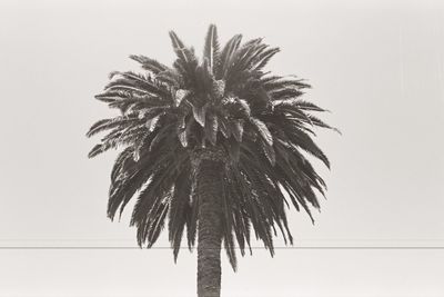 Low angle view of palm tree against clear sky