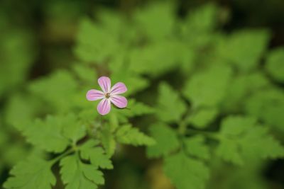 Close-up of pink flowering plant