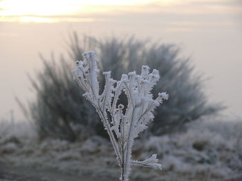 Close-up of frozen plant on field against sky during sunset