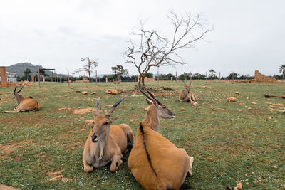 Horses in a field