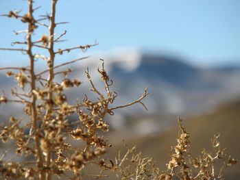 Close-up of plants against clear sky