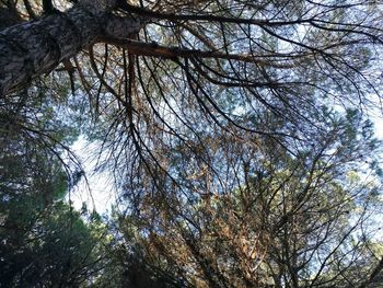 Low angle view of trees in forest