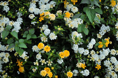 High angle view of flowering plants