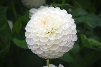 Close-up of white dahlia