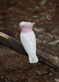 Close-up of cockatoo perching on wood