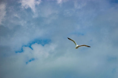 Low angle view of seagulls flying in sky
