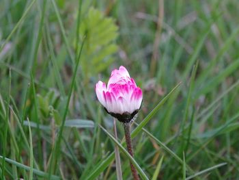 Close-up of pink flowers blooming in field