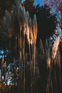 Close-up of reed grass by lake against sky