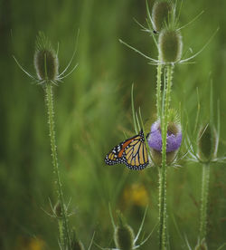 Close-up of butterfly on purple flower