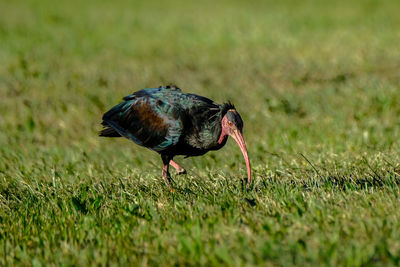 Side view of a bird on field