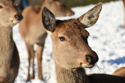 Deer in a field