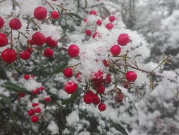 Red berries on frozen tree