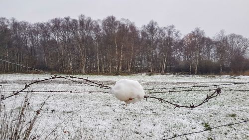 White bird on snow covered field