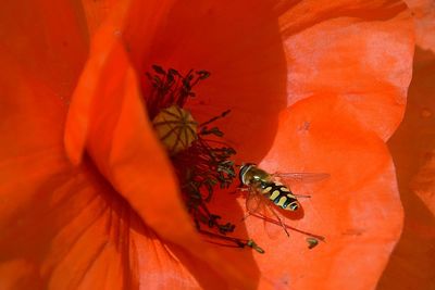 Close-up of red flower