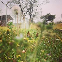 Plants growing on field