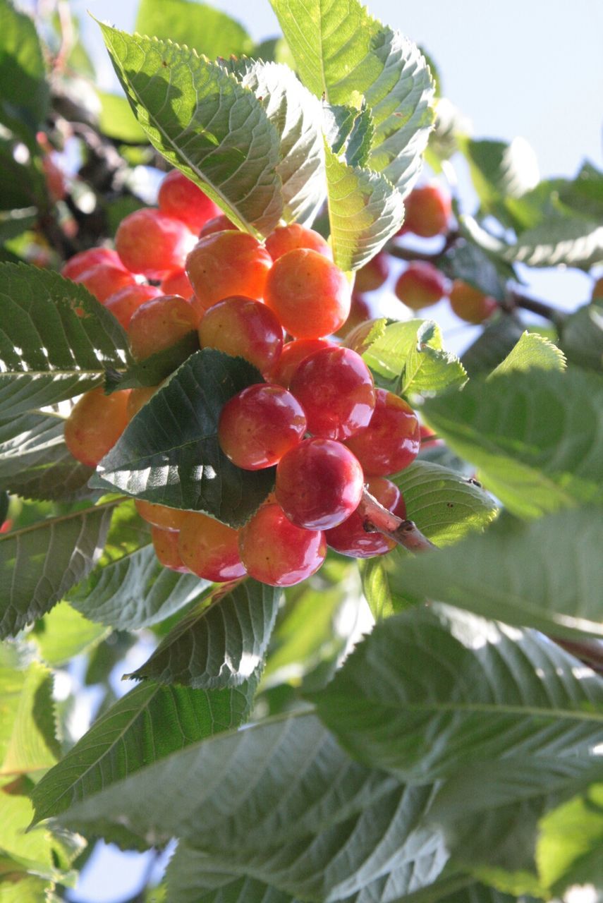 leaf, growth, freshness, red, fruit, tree, branch, low angle view, close-up, focus on foreground, nature, beauty in nature, hanging, plant, berry fruit, food and drink, day, fragility, green color, flower