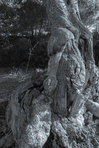 Close-up of tree trunk