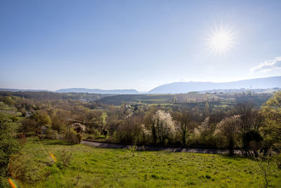 Scenic view of field against clear sky