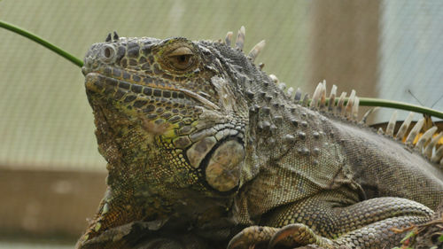 Close-up of a lizard