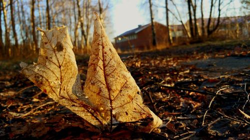 Close-up of leaves on tree trunk