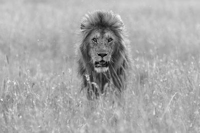 Portrait of a lion walking in a grassland