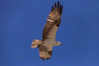 Low angle view of seagull flying against clear blue sky