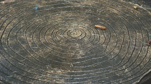 Full frame shot of tree stump