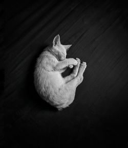 High angle view of cat sitting on floor