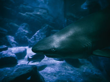 Fish swimming in sea