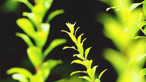 Close-up of fresh green leaves