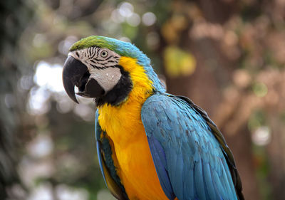 Close-up of a parrot