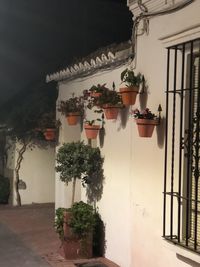 Potted plants on alley amidst buildings in city