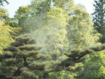 Trees in forest