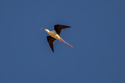 Close-up of bird flying against clear sky