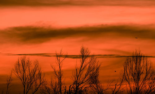 Silhouette leafless tree and sunset sky. dead tree on red sunset sky background. romantic.