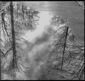 Low angle view of trees against sky