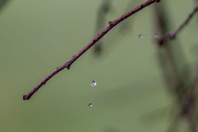 Close-up of water drops on plant